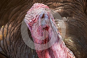 Turkey portrait at a coop looking at the camera. Close up view.