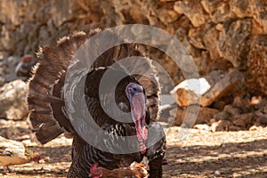 Turkey portrait at a coop with wings open.