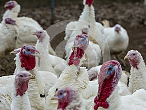 Turkey-poult