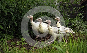 Turkey-poults