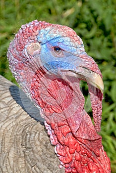 Turkey Profile