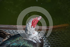 Turkey profile with background