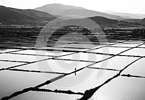 Turkey rice fields in Ãâ¡orum photo