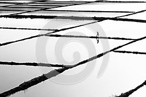 Turkey rice fields in Ãâ¡orum photo