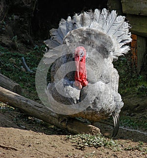 Turkey in Rural Nepal with Detail Elements