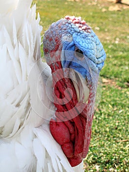 Turkey's head with white plumage.