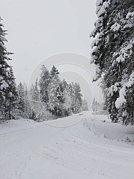 Turkey& x27;s on a winter road .Christina Lake BC