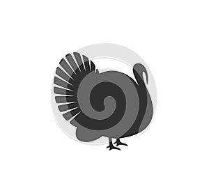 Turkey silhouette. Isolated turkey on white background. Bird