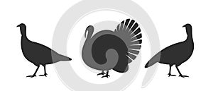 Turkey silhouette. Isolated turkey on white background. Bird