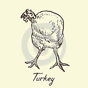 Turkey standing, front view, sketch in pop art style, black and white vector illustration