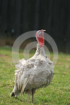 turkey standing in grass