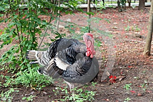 Turkey standing on the soil ground with the tree. It is a large mainly domesticated game bird, having a bald head.