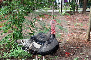 Turkey standing on the soil ground with the tree. It is a large mainly domesticated game bird, having a bald head and red wattles.