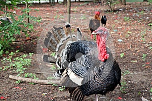 Turkey standing on the soil ground with the tree. It is a large mainly domesticated game bird, having a bald head and red wattles