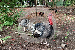 Turkey standing on the soil ground with the tree. It is a large mainly domesticated game bird, having a bald head and red wattles.