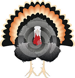 Turkey Standing with Tail Feathers Out, Illustration