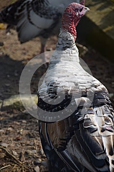 Turkey with a stately Plumage