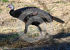 Turkey strutting