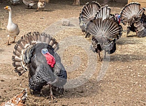 Turkey strutting in farm yard