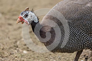 turkey strutting on a organic farm