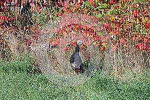A Turkey in Sumac photo