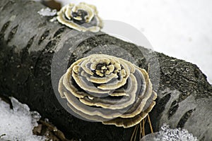 Turkey Tail on Cherry Log