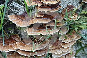 Turkey tail on a cold, wet Morning