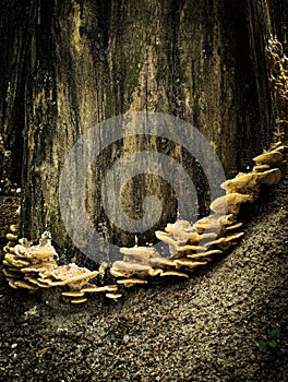 Turkey tail in forest