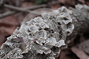 Turkey Tail Fungi on Decaying Log