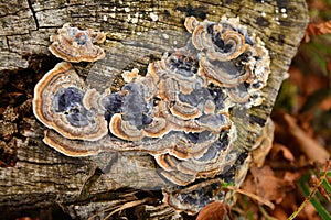 Turkey tail fungus