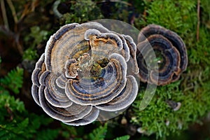 Turkey Tail Fungus