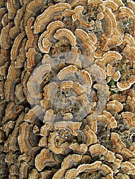 Turkey Tail Fungus