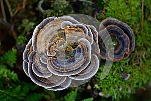 Turkey Tail Fungus photo
