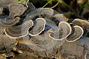 Turkey Tail or Many Zoned Polypore