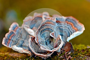 Turkey-tail Mushroom