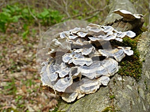 Turkey Tail Mushroom Cluster On Branch