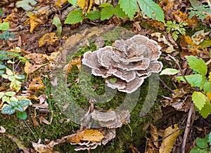 Turkey tail mushroom fungus growing on log