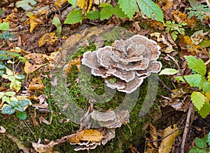 Turkey tail mushroom fungus growing on log photo