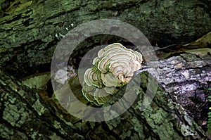 Turkey tail mushroom growing on hard wood stumps