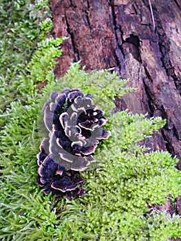 Turkey Tail mushroom growing in moss on dead log in NY State Park