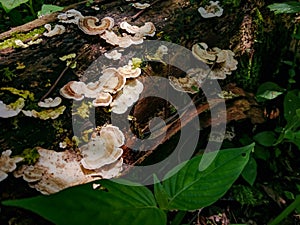 Turkey Tail Mushroom. This mushroom has a thin, fanlike or semicircular shape with a layered pattern that resembles a turkey tail.