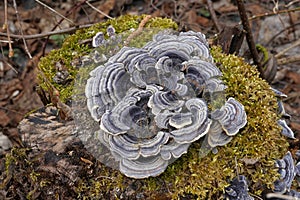 Turkey tail mushroom, in Latin called Coriolus versicolor and Polyporus versicolor. photo