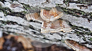 Turkey Tail Mushroom trametes versicolor on a tree trunk