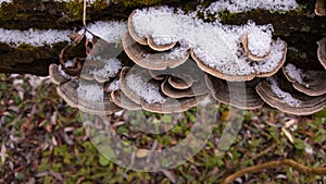 Turkey tail mushroom on a tree trunk. Trametes versicolor medicinal helthcare plant in the forest during autumn photo