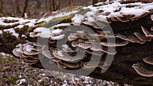 Turkey tail mushroom on a tree trunk. Trametes versicolor medicinal helthcare plant in the forest during autumn photo