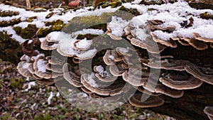 Turkey tail mushroom on a tree trunk. Trametes versicolor medicinal helthcare plant in the forest during autumn photo