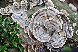 Turkey Tail Mushrooms photo