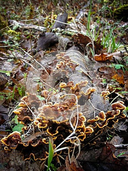 Turkey tail mushrooms on forest floor