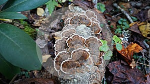 Turkey Tail Mushrooms growing in the forest. Popular Medicinal mushroom in herbalism.