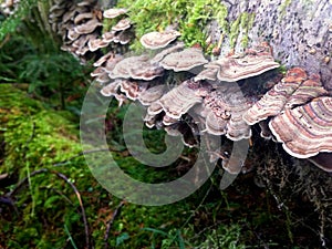 Turkey Tail Mushrooms - Trametes versicolor photo